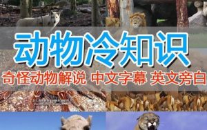 外面卖1699的国外纪录片解说(动物解说、美食、动画片)稳过中视频-致富资源库